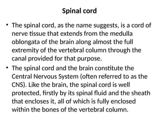 Spinal cord
• The spinal cord, as the name suggests, is a cord of
nerve tissue that extends from the medulla
oblongata of the brain along almost the full
extremity of the vertebral column through the
canal provided for that purpose.
• The spinal cord and the brain constitute the
Central Nervous System (often referred to as the
CNS). Like the brain, the spinal cord is well
protected, firstly by its spinal fluid and the sheath
that encloses it, all of which is fully enclosed
within the bones of the vertebral column.
 