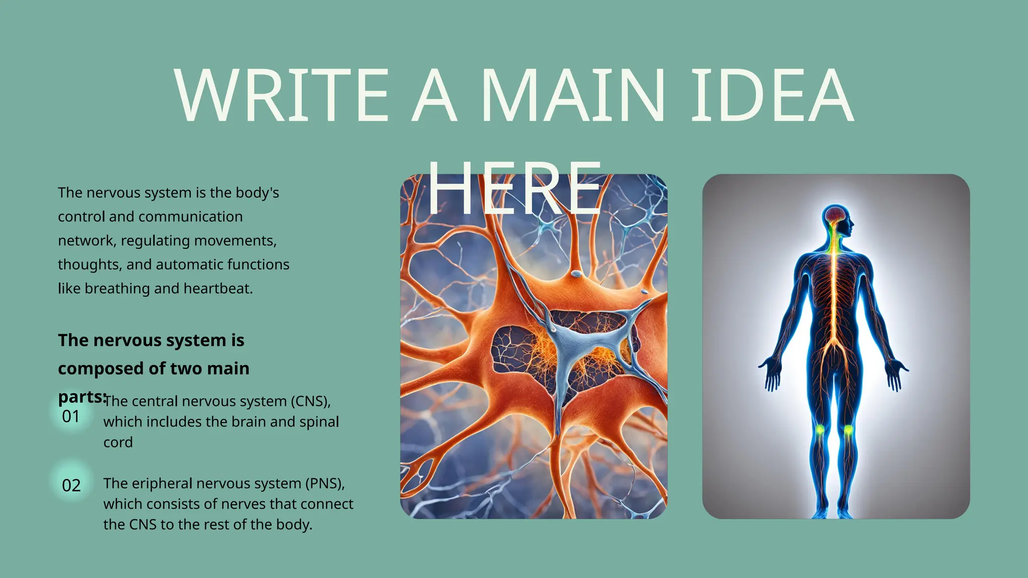 parts and functions of the nervous system | PPT