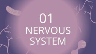 parts and functions of the nervous system | PPTX