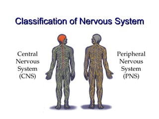Introduction to nervous system, structure and functions of neurons | PPT