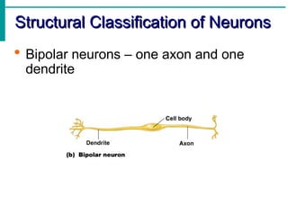 Axon Classifications Introduction to nervous system, structure and functions of neurons | PPT