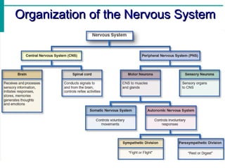 Introduction to nervous system, structure and functions of neurons | PPT