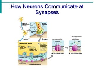 Introduction to nervous system, structure and functions of neurons | PPT