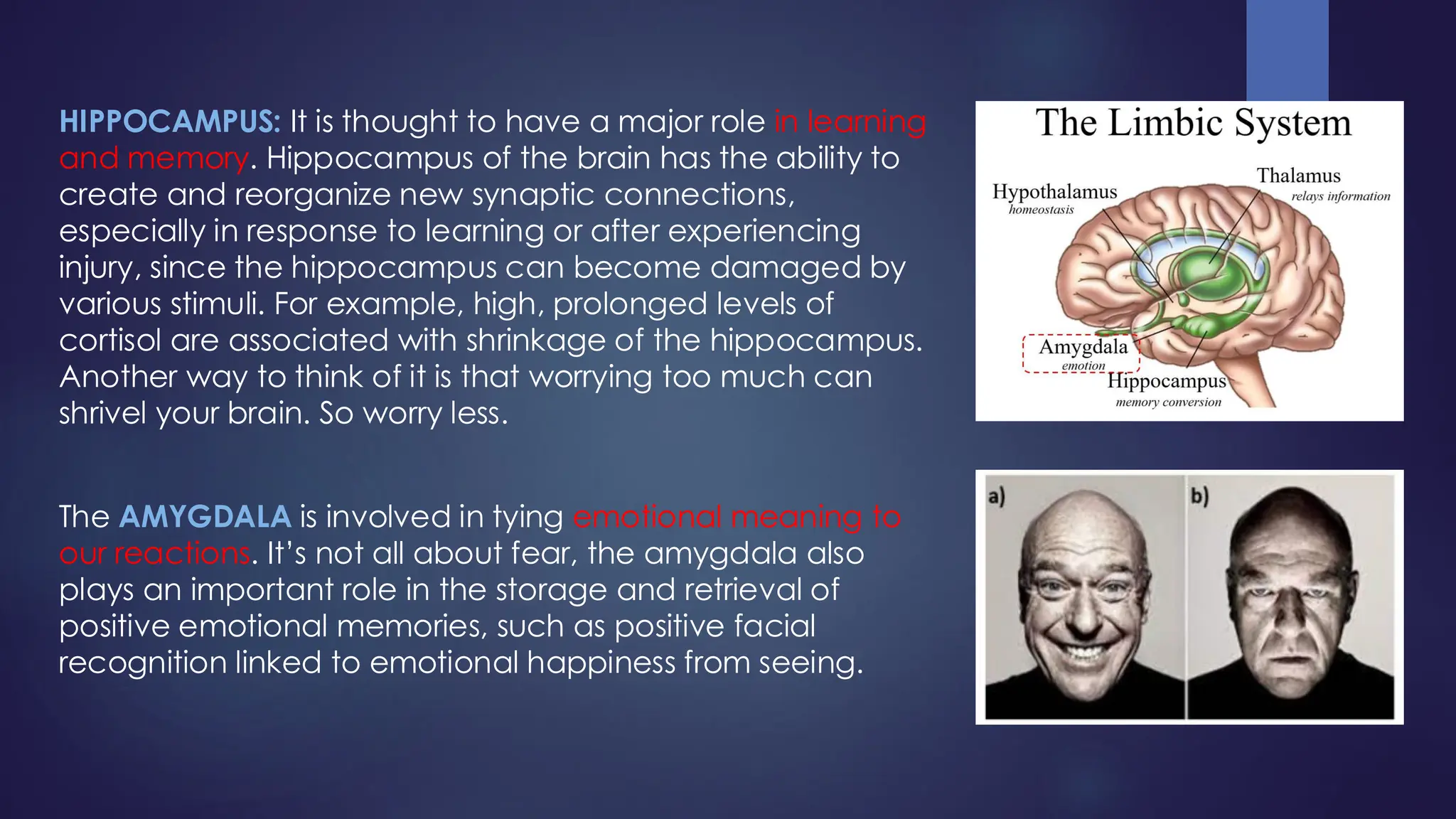 HIPPOCAMPUS: It is thought to have a major role in learning
and memory. Hippocampus of the brain has the ability to
create and reorganize new synaptic connections,
especially in response to learning or after experiencing
injury, since the hippocampus can become damaged by
various stimuli. For example, high, prolonged levels of
cortisol are associated with shrinkage of the hippocampus.
Another way to think of it is that worrying too much can
shrivel your brain. So worry less.
The AMYGDALA is involved in tying emotional meaning to
our reactions. It’s not all about fear, the amygdala also
plays an important role in the storage and retrieval of
positive emotional memories, such as positive facial
recognition linked to emotional happiness from seeing.
 