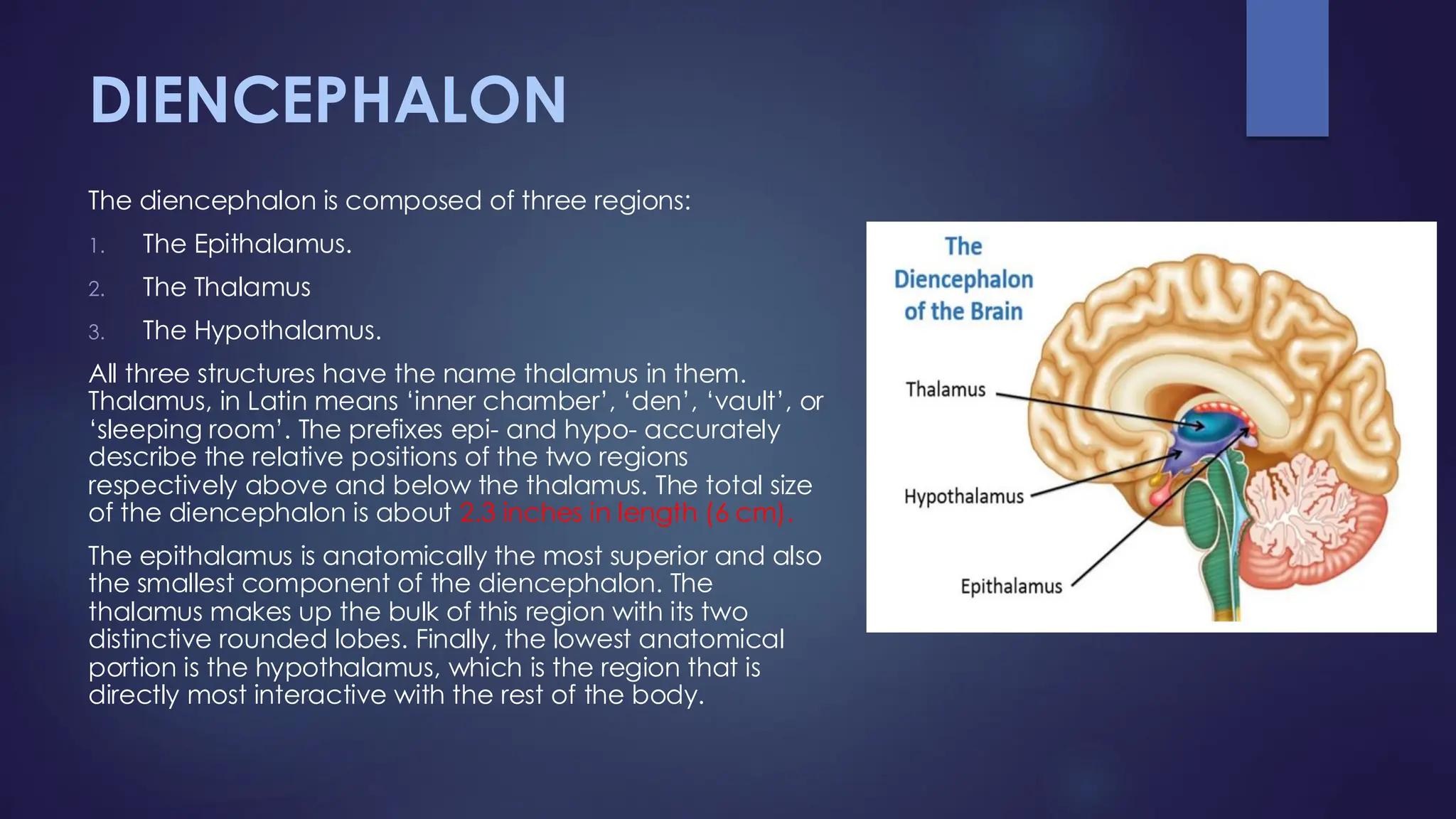 DIENCEPHALON
The diencephalon is composed of three regions:
1. The Epithalamus.
2. The Thalamus
3. The Hypothalamus.
All three structures have the name thalamus in them.
Thalamus, in Latin means ‘inner chamber’, ‘den’, ‘vault’, or
‘sleeping room’. The prefixes epi- and hypo- accurately
describe the relative positions of the two regions
respectively above and below the thalamus. The total size
of the diencephalon is about 2.3 inches in length (6 cm).
The epithalamus is anatomically the most superior and also
the smallest component of the diencephalon. The
thalamus makes up the bulk of this region with its two
distinctive rounded lobes. Finally, the lowest anatomical
portion is the hypothalamus, which is the region that is
directly most interactive with the rest of the body.
 