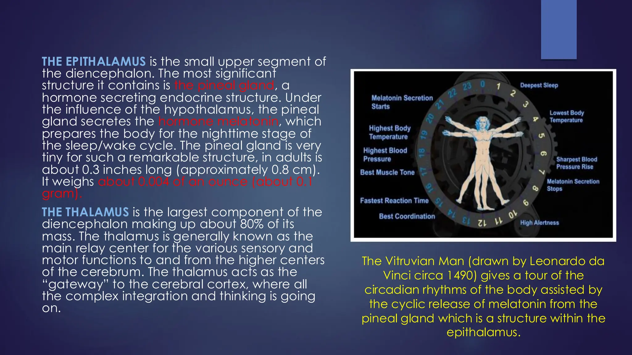 THE EPITHALAMUS is the small upper segment of
the diencephalon. The most significant
structure it contains is the pineal gland, a
hormone secreting endocrine structure. Under
the influence of the hypothalamus, the pineal
gland secretes the hormone melatonin, which
prepares the body for the nighttime stage of
the sleep/wake cycle. The pineal gland is very
tiny for such a remarkable structure, in adults is
about 0.3 inches long (approximately 0.8 cm).
It weighs about 0.004 of an ounce (about 0.1
gram).
THE THALAMUS is the largest component of the
diencephalon making up about 80% of its
mass. The thalamus is generally known as the
main relay center for the various sensory and
motor functions to and from the higher centers
of the cerebrum. The thalamus acts as the
“gateway” to the cerebral cortex, where all
the complex integration and thinking is going
on.
The Vitruvian Man (drawn by Leonardo da
Vinci circa 1490) gives a tour of the
circadian rhythms of the body assisted by
the cyclic release of melatonin from the
pineal gland which is a structure within the
epithalamus.
 