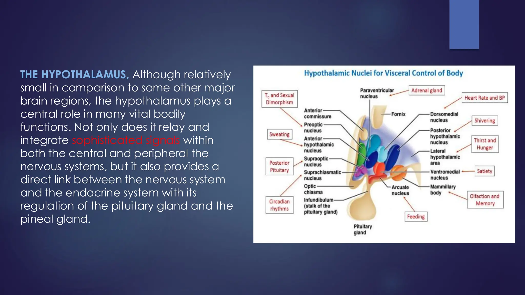 THE HYPOTHALAMUS, Although relatively
small in comparison to some other major
brain regions, the hypothalamus plays a
central role in many vital bodily
functions. Not only does it relay and
integrate sophisticated signals within
both the central and peripheral the
nervous systems, but it also provides a
direct link between the nervous system
and the endocrine system with its
regulation of the pituitary gland and the
pineal gland.
 