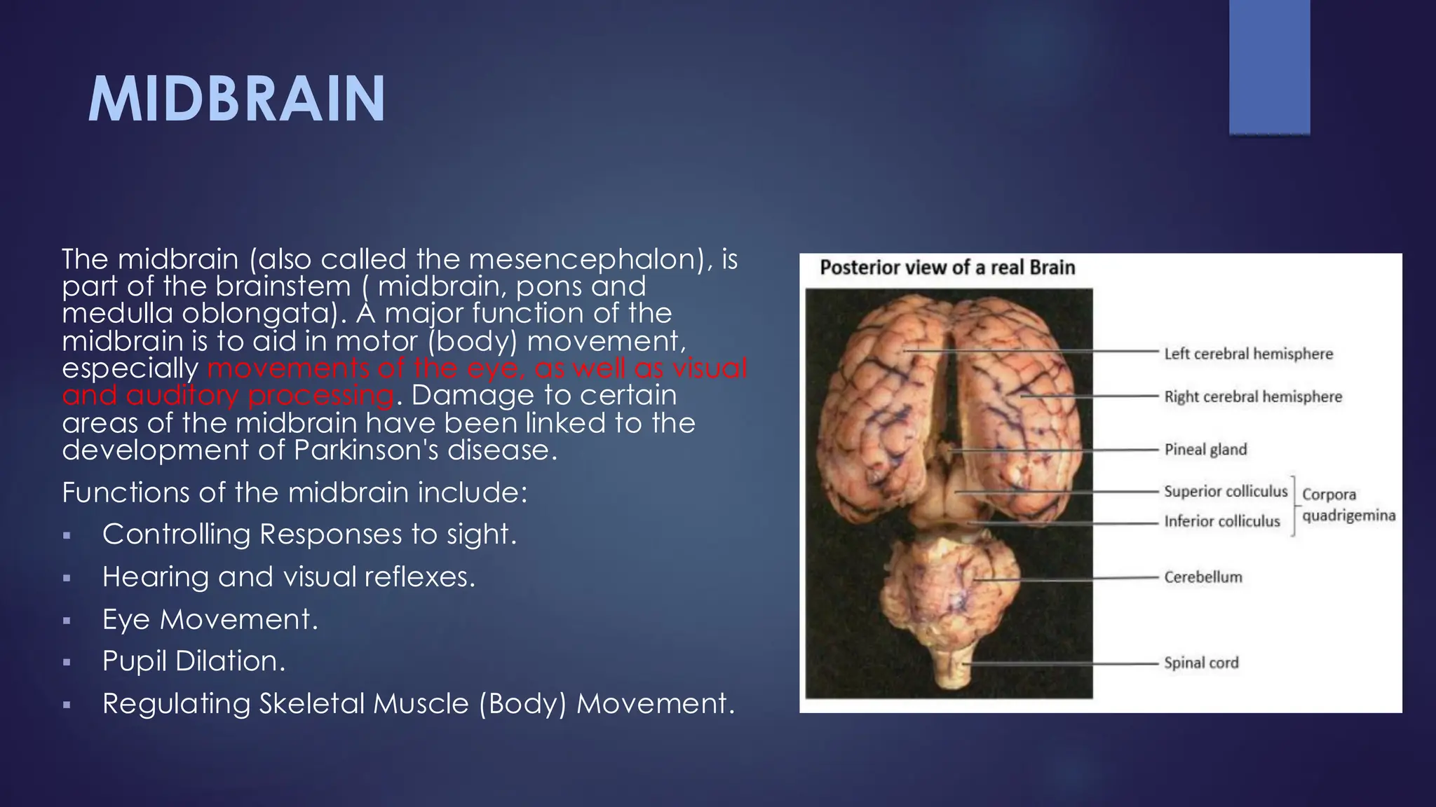 MIDBRAIN
The midbrain (also called the mesencephalon), is
part of the brainstem ( midbrain, pons and
medulla oblongata). A major function of the
midbrain is to aid in motor (body) movement,
especially movements of the eye, as well as visual
and auditory processing. Damage to certain
areas of the midbrain have been linked to the
development of Parkinson's disease.
Functions of the midbrain include:
▪ Controlling Responses to sight.
▪ Hearing and visual reflexes.
▪ Eye Movement.
▪ Pupil Dilation.
▪ Regulating Skeletal Muscle (Body) Movement.
 