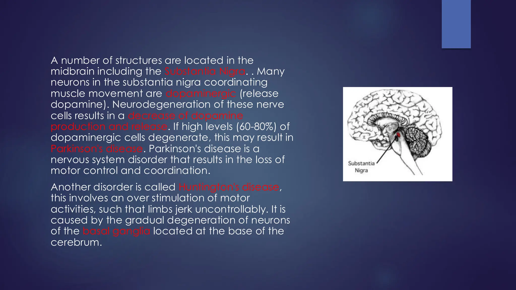 A number of structures are located in the
midbrain including the Substantia Nigra. . Many
neurons in the substantia nigra coordinating
muscle movement are dopaminergic (release
dopamine). Neurodegeneration of these nerve
cells results in a decrease of dopamine
production and release. If high levels (60-80%) of
dopaminergic cells degenerate, this may result in
Parkinson's disease. Parkinson's disease is a
nervous system disorder that results in the loss of
motor control and coordination.
Another disorder is called Huntington's disease,
this involves an over stimulation of motor
activities, such that limbs jerk uncontrollably. It is
caused by the gradual degeneration of neurons
of the basal ganglia located at the base of the
cerebrum.
 