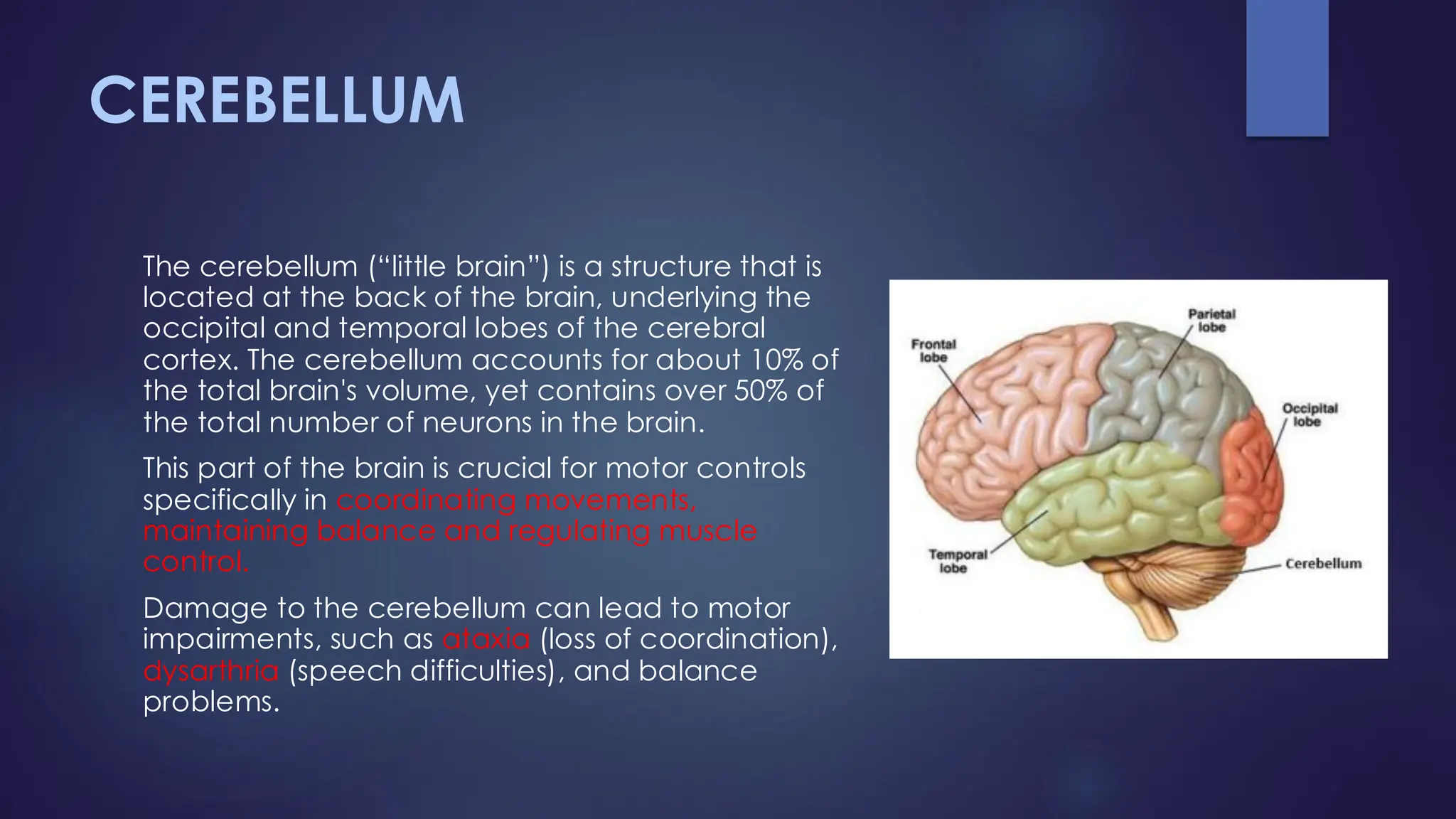 CEREBELLUM
The cerebellum (“little brain”) is a structure that is
located at the back of the brain, underlying the
occipital and temporal lobes of the cerebral
cortex. The cerebellum accounts for about 10% of
the total brain's volume, yet contains over 50% of
the total number of neurons in the brain.
This part of the brain is crucial for motor controls
specifically in coordinating movements,
maintaining balance and regulating muscle
control.
Damage to the cerebellum can lead to motor
impairments, such as ataxia (loss of coordination),
dysarthria (speech difficulties), and balance
problems.
 
