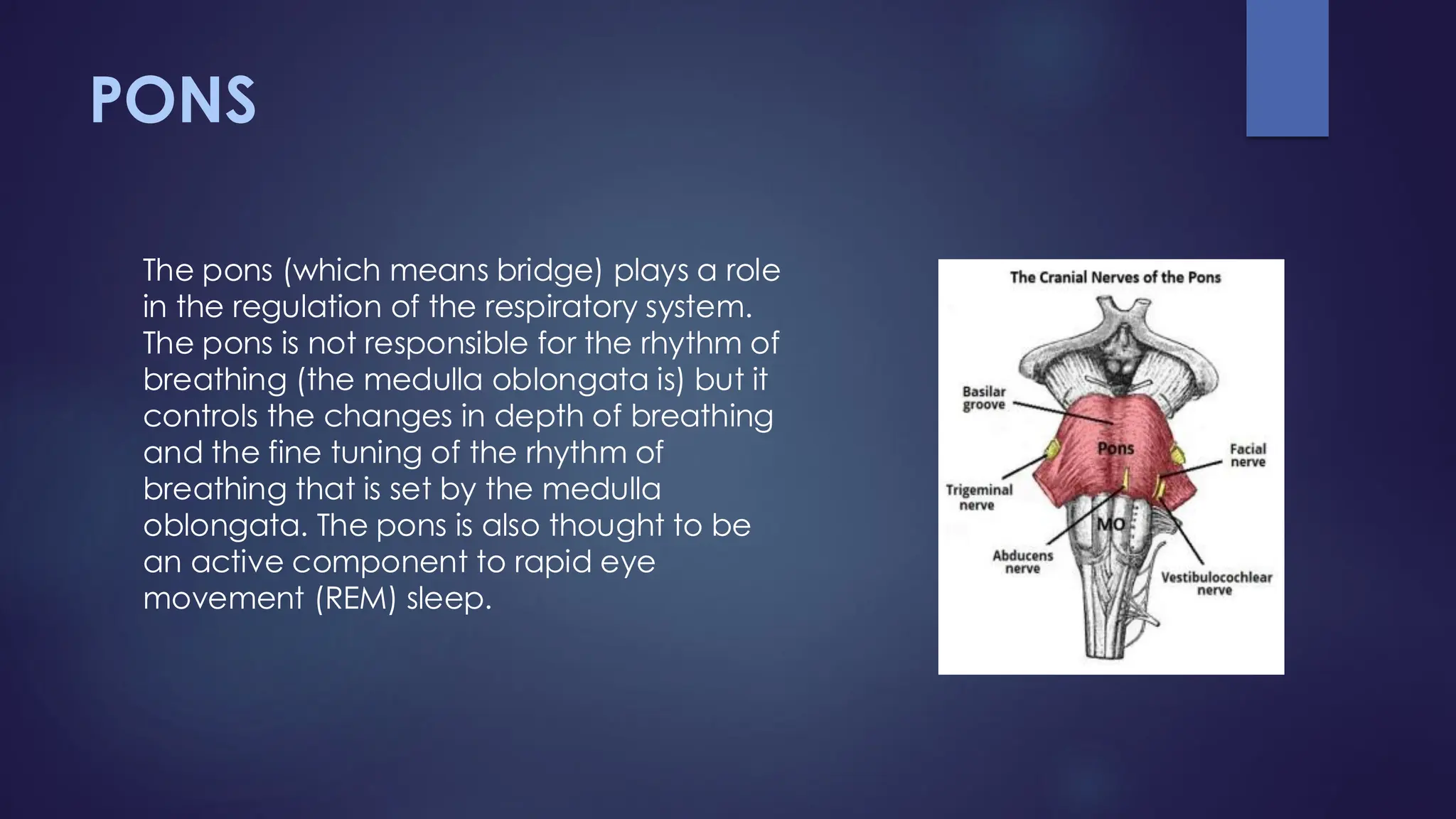 PONS
The pons (which means bridge) plays a role
in the regulation of the respiratory system.
The pons is not responsible for the rhythm of
breathing (the medulla oblongata is) but it
controls the changes in depth of breathing
and the fine tuning of the rhythm of
breathing that is set by the medulla
oblongata. The pons is also thought to be
an active component to rapid eye
movement (REM) sleep.
 