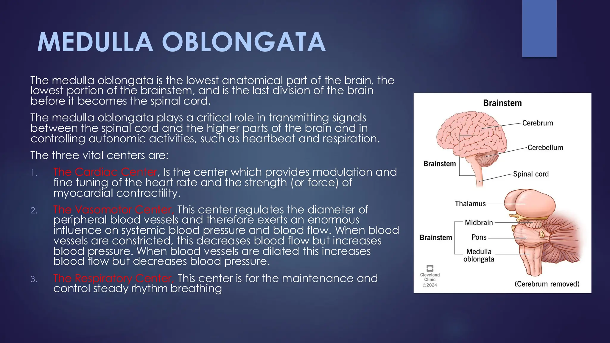 MEDULLA OBLONGATA
The medulla oblongata is the lowest anatomical part of the brain, the
lowest portion of the brainstem, and is the last division of the brain
before it becomes the spinal cord.
The medulla oblongata plays a critical role in transmitting signals
between the spinal cord and the higher parts of the brain and in
controlling autonomic activities, such as heartbeat and respiration.
The three vital centers are:
1. The Cardiac Center, Is the center which provides modulation and
fine tuning of the heart rate and the strength (or force) of
myocardial contractility.
2. The Vasomotor Center, This center regulates the diameter of
peripheral blood vessels and therefore exerts an enormous
influence on systemic blood pressure and blood flow. When blood
vessels are constricted, this decreases blood flow but increases
blood pressure. When blood vessels are dilated this increases
blood flow but decreases blood pressure.
3. The Respiratory Center, This center is for the maintenance and
control steady rhythm breathing
 