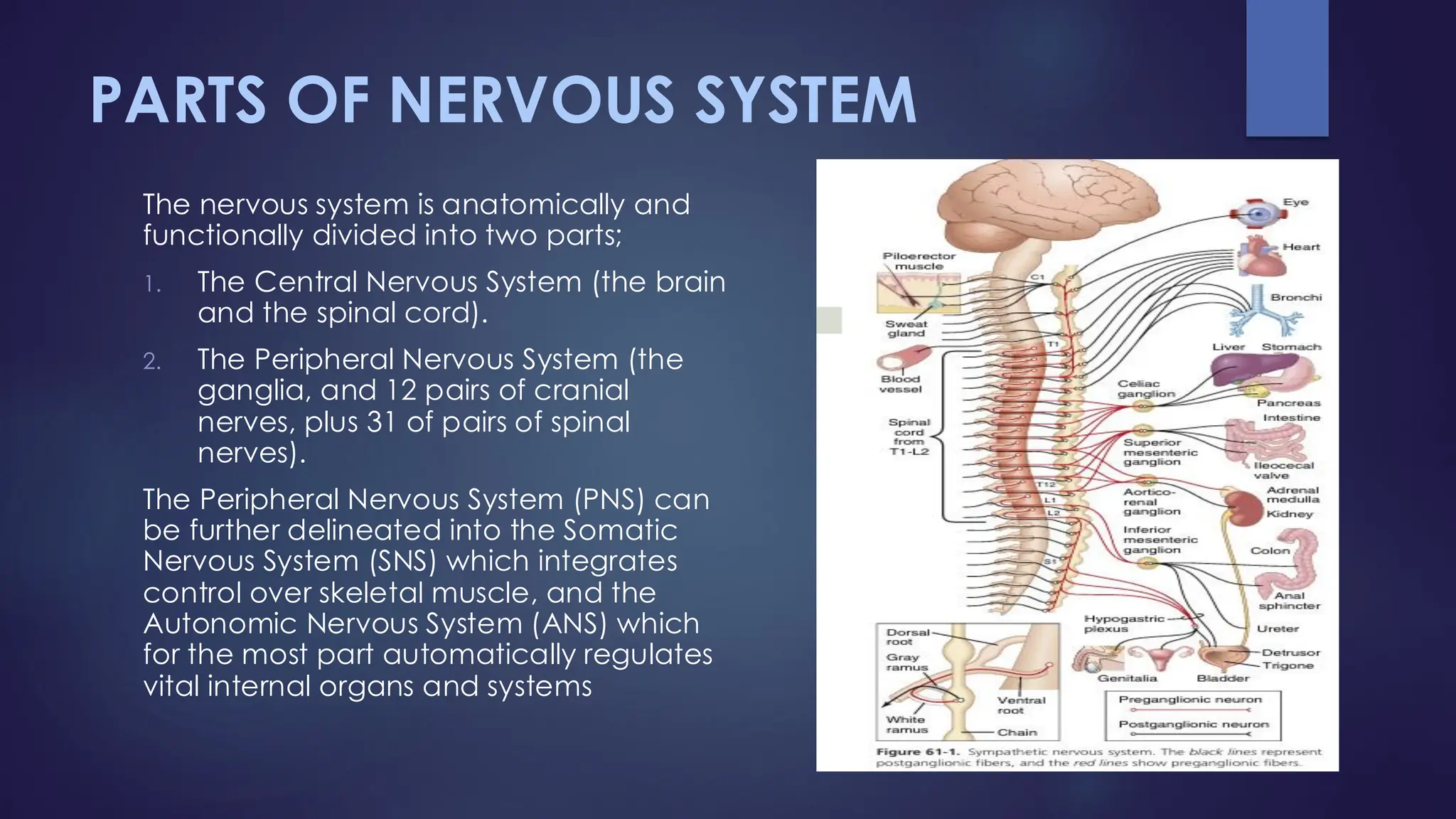 PARTS OF NERVOUS SYSTEM
The nervous system is anatomically and
functionally divided into two parts;
1. The Central Nervous System (the brain
and the spinal cord).
2. The Peripheral Nervous System (the
ganglia, and 12 pairs of cranial
nerves, plus 31 of pairs of spinal
nerves).
The Peripheral Nervous System (PNS) can
be further delineated into the Somatic
Nervous System (SNS) which integrates
control over skeletal muscle, and the
Autonomic Nervous System (ANS) which
for the most part automatically regulates
vital internal organs and systems
 