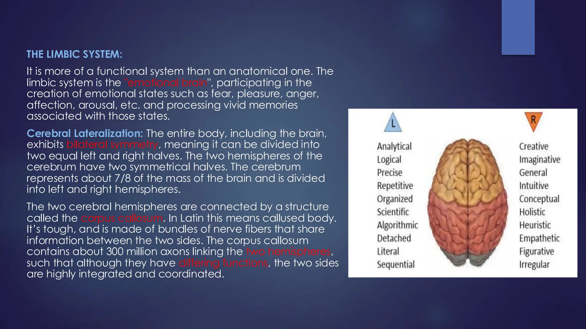 THE LIMBIC SYSTEM:
It is more of a functional system than an anatomical one. The
limbic system is the "emotional brain", participating in the
creation of emotional states such as fear, pleasure, anger,
affection, arousal, etc. and processing vivid memories
associated with those states.
Cerebral Lateralization: The entire body, including the brain,
exhibits bilateral symmetry, meaning it can be divided into
two equal left and right halves. The two hemispheres of the
cerebrum have two symmetrical halves. The cerebrum
represents about 7/8 of the mass of the brain and is divided
into left and right hemispheres.
The two cerebral hemispheres are connected by a structure
called the corpus callosum. In Latin this means callused body.
It’s tough, and is made of bundles of nerve fibers that share
information between the two sides. The corpus callosum
contains about 300 million axons linking the two hemispheres,
such that although they have differing functions, the two sides
are highly integrated and coordinated.
 