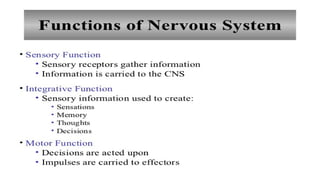 Anatomy and physiology of the nervous system.pptx