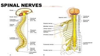 Anatomy and physiology of the nervous system.pptx