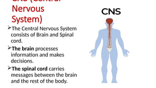 Cns Introduction Nervous System better understanding.pptx
