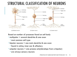 Axon Classifications Nervous system.ppt anatomy slides for pharmacy students | PPT