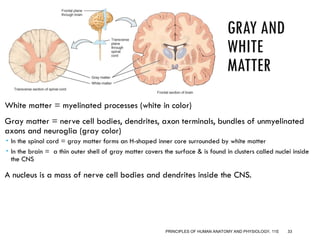Nervous system.ppt anatomy slides for pharmacy students | PPT