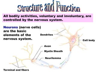Nervous System of the human body simple explantion.pdf