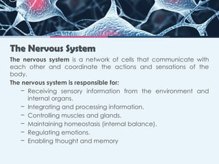 Nervous system PowerPoint presentation in | PPTX