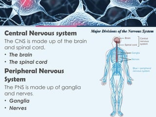 Nervous system PowerPoint presentation in | PPTX