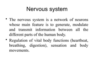 Comprehensive Overview of the Human Nervous System: Structure, Function ...