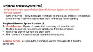 Comprehensive Overview of the Human Nervous System: Structure and ...