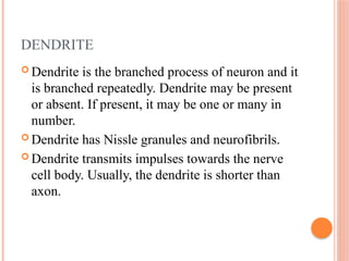 Comprehensive Overview of the Human Nervous System: Structure and ...