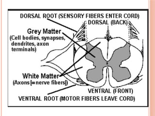 Comprehensive Overview of the Human Nervous System: Structure and ...