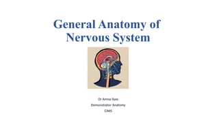 Comprehensive Overview of the Human Nervous System Anatomy and ...