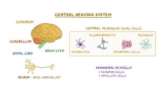 Comprehensive Overview of the Human Nervous System Anatomy and ...
