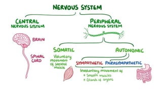Comprehensive Overview of the Human Nervous System Anatomy and ...