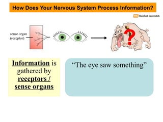 Nervous System IGCSE Powerpoint Slide Presentation | PPTX