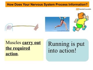 Nervous System IGCSE Powerpoint Slide Presentation | PPTX
