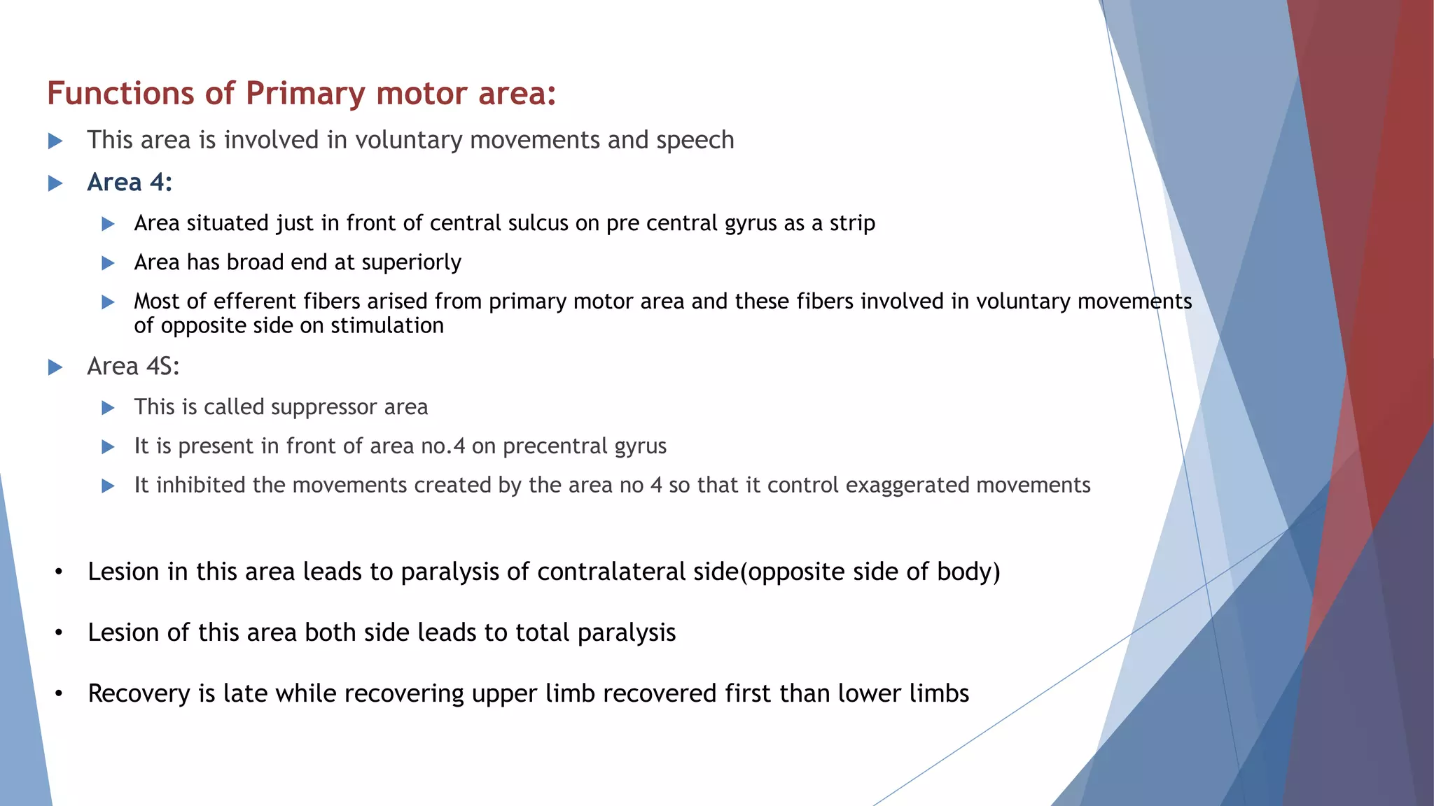 Functions of Primary motor area:
 This area is involved in voluntary movements and speech
 Area 4:
 Area situated just in front of central sulcus on pre central gyrus as a strip
 Area has broad end at superiorly
 Most of efferent fibers arised from primary motor area and these fibers involved in voluntary movements
of opposite side on stimulation
 Area 4S:
 This is called suppressor area
 It is present in front of area no.4 on precentral gyrus
 It inhibited the movements created by the area no 4 so that it control exaggerated movements
• Lesion in this area leads to paralysis of contralateral side(opposite side of body)
• Lesion of this area both side leads to total paralysis
• Recovery is late while recovering upper limb recovered first than lower limbs
 