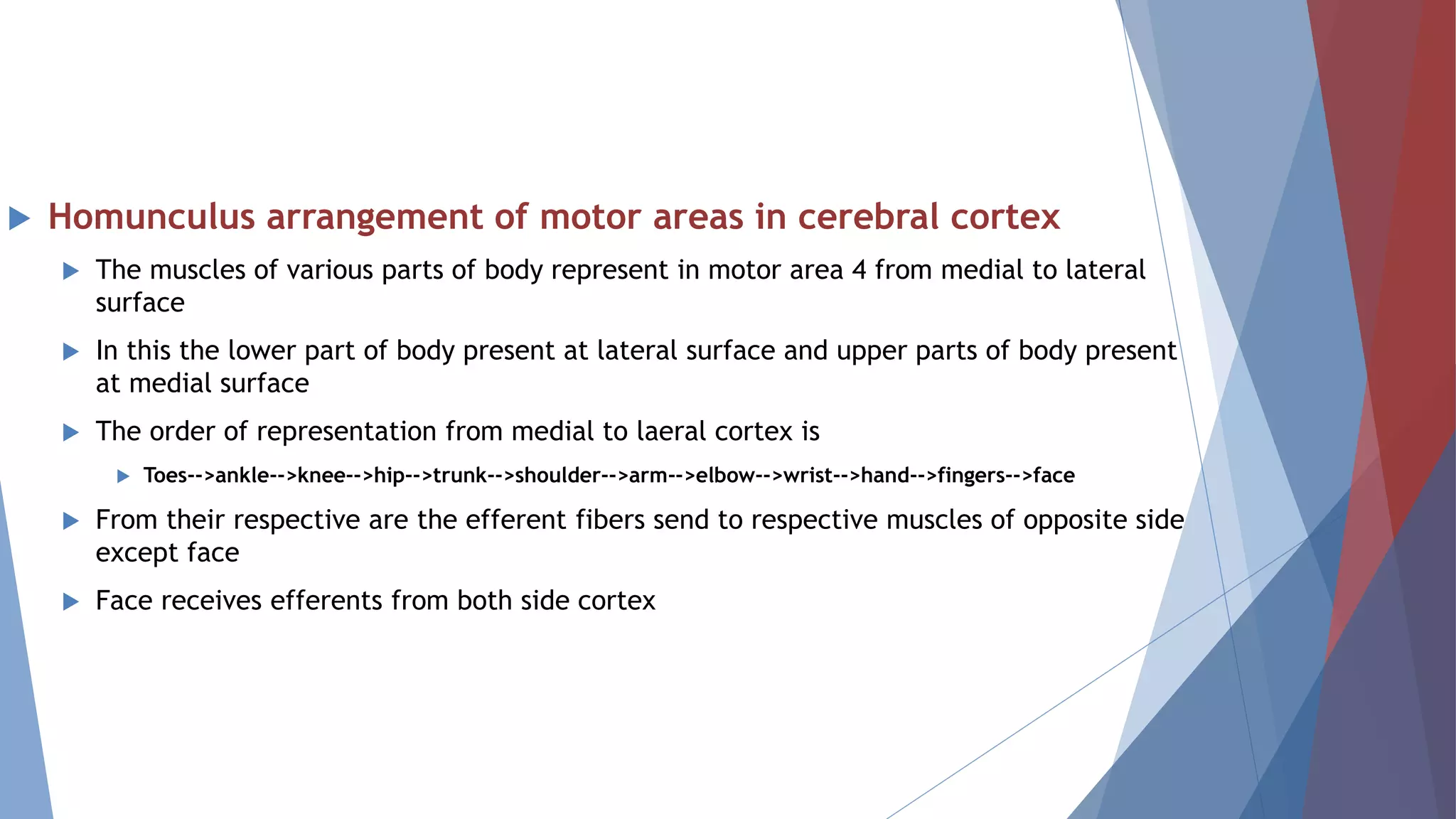  Homunculus arrangement of motor areas in cerebral cortex
 The muscles of various parts of body represent in motor area 4 from medial to lateral
surface
 In this the lower part of body present at lateral surface and upper parts of body present
at medial surface
 The order of representation from medial to laeral cortex is
 Toes-->ankle-->knee-->hip-->trunk-->shoulder-->arm-->elbow-->wrist-->hand-->fingers-->face
 From their respective are the efferent fibers send to respective muscles of opposite side
except face
 Face receives efferents from both side cortex
 
