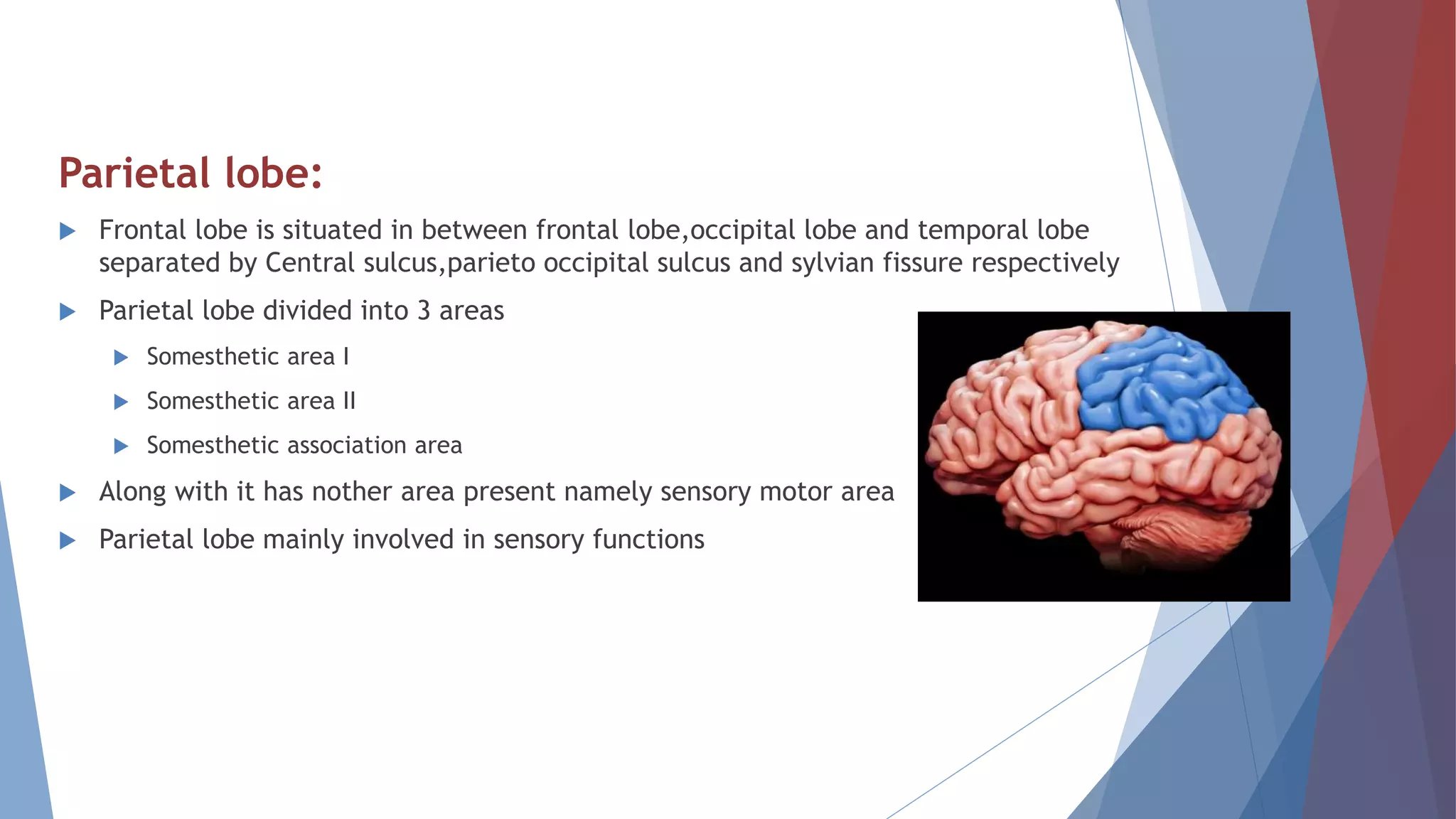 Parietal lobe:
 Frontal lobe is situated in between frontal lobe,occipital lobe and temporal lobe
separated by Central sulcus,parieto occipital sulcus and sylvian fissure respectively
 Parietal lobe divided into 3 areas
 Somesthetic area I
 Somesthetic area II
 Somesthetic association area
 Along with it has nother area present namely sensory motor area
 Parietal lobe mainly involved in sensory functions
 