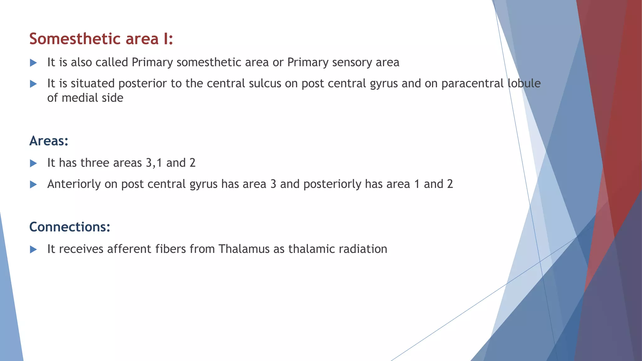 Somesthetic area I:
 It is also called Primary somesthetic area or Primary sensory area
 It is situated posterior to the central sulcus on post central gyrus and on paracentral lobule
of medial side
Areas:
 It has three areas 3,1 and 2
 Anteriorly on post central gyrus has area 3 and posteriorly has area 1 and 2
Connections:
 It receives afferent fibers from Thalamus as thalamic radiation
 
