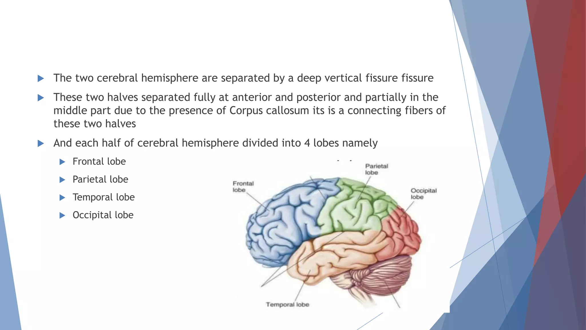  The two cerebral hemisphere are separated by a deep vertical fissure fissure
 These two halves separated fully at anterior and posterior and partially in the
middle part due to the presence of Corpus callosum its is a connecting fibers of
these two halves
 And each half of cerebral hemisphere divided into 4 lobes namely
 Frontal lobe
 Parietal lobe
 Temporal lobe
 Occipital lobe
 