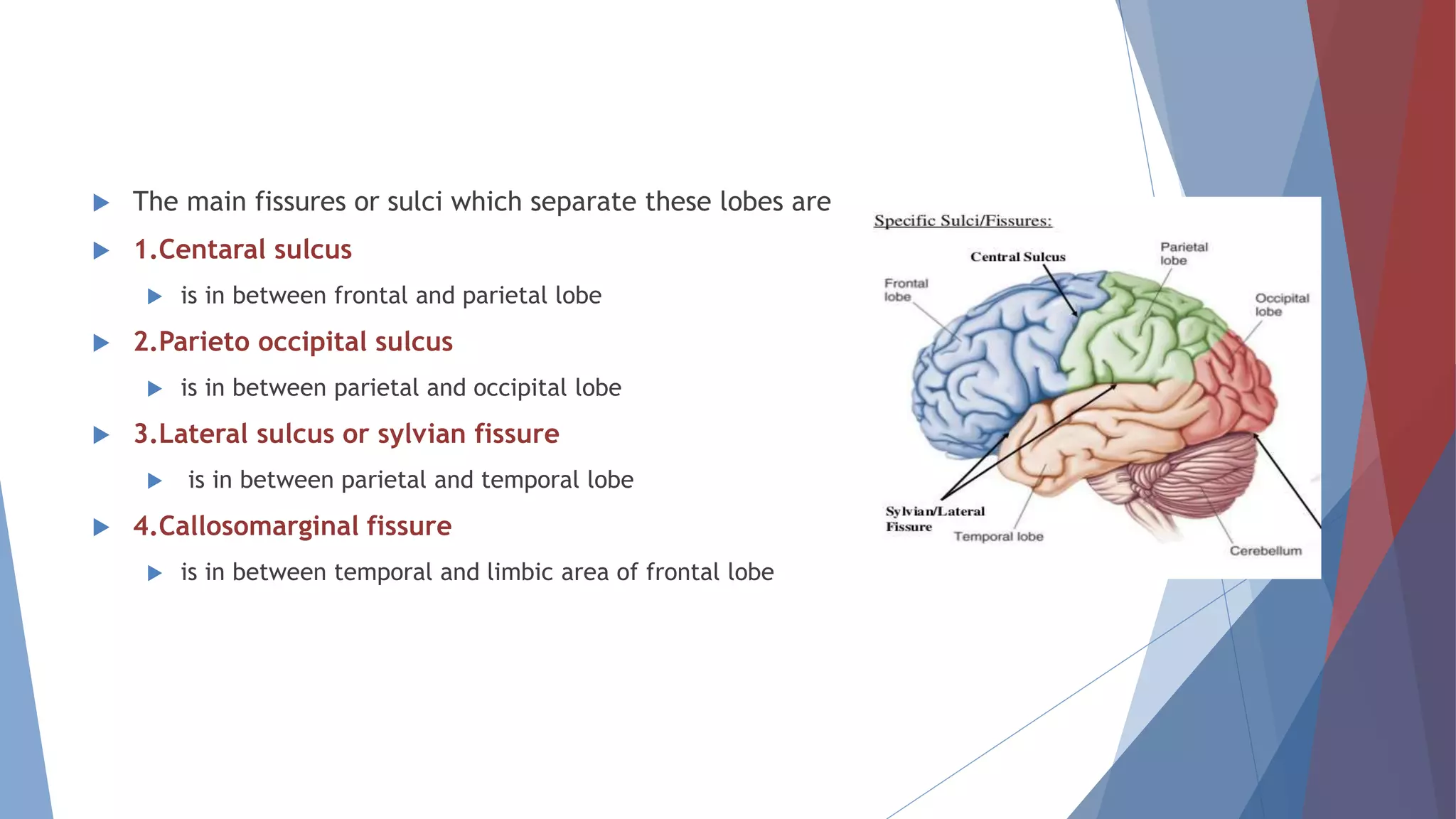  The main fissures or sulci which separate these lobes are
 1.Centaral sulcus
 is in between frontal and parietal lobe
 2.Parieto occipital sulcus
 is in between parietal and occipital lobe
 3.Lateral sulcus or sylvian fissure
 is in between parietal and temporal lobe
 4.Callosomarginal fissure
 is in between temporal and limbic area of frontal lobe
 