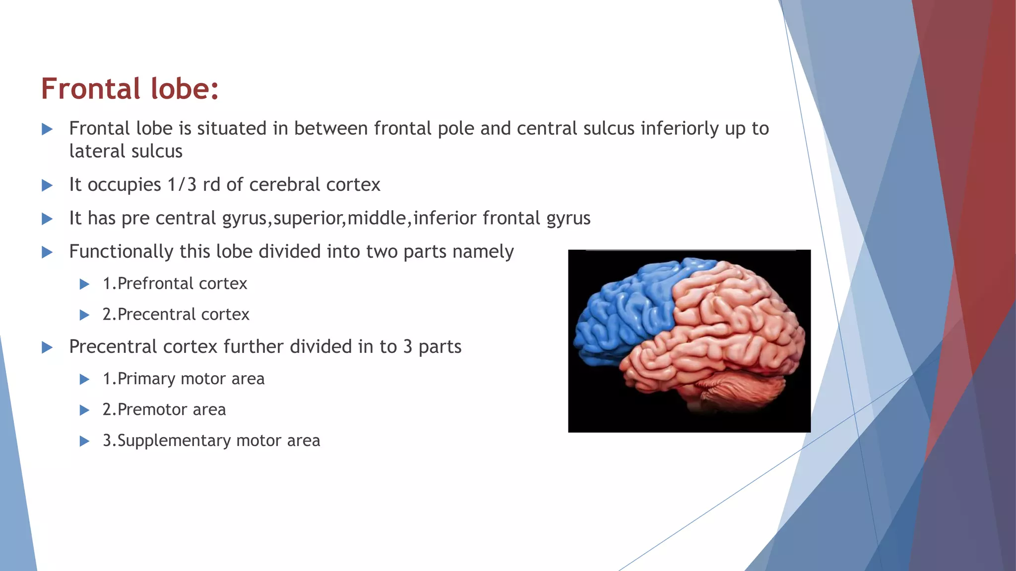 Frontal lobe:
 Frontal lobe is situated in between frontal pole and central sulcus inferiorly up to
lateral sulcus
 It occupies 1/3 rd of cerebral cortex
 It has pre central gyrus,superior,middle,inferior frontal gyrus
 Functionally this lobe divided into two parts namely
 1.Prefrontal cortex
 2.Precentral cortex
 Precentral cortex further divided in to 3 parts
 1.Primary motor area
 2.Premotor area
 3.Supplementary motor area
 