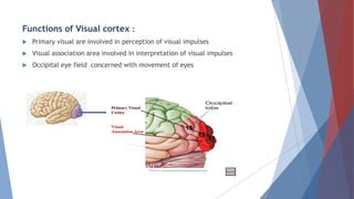 cerebrum(cerebral cortex) physiology | PPTX