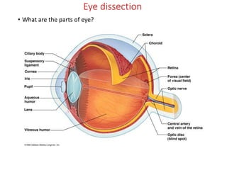 Eye dissection
• What are the parts of eye?
 