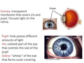 Cornea: transparent
membrane that covers iris and
pupil. Focuses light on the
retina.
Pupil- hole passes different
amounts of light
Iris- colored part of the eye
that controls the size of the
pupil
Sclera- “whites” of the eye
that forms outer covering
 