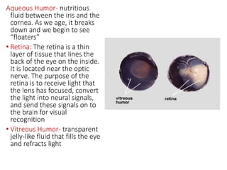 Aqueous Humor- nutritious
fluid between the iris and the
cornea. As we age, it breaks
down and we begin to see
“floaters”
• Retina: The retina is a thin
layer of tissue that lines the
back of the eye on the inside.
It is located near the optic
nerve. The purpose of the
retina is to receive light that
the lens has focused, convert
the light into neural signals,
and send these signals on to
the brain for visual
recognition
• Vitreous Humor- transparent
jelly-like fluid that fills the eye
and refracts light
 