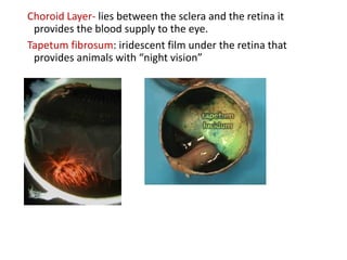 Choroid Layer- lies between the sclera and the retina it
provides the blood supply to the eye.
Tapetum fibrosum: iridescent film under the retina that
provides animals with “night vision”
 