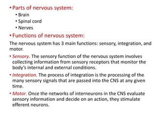 •Parts of nervous system:
• Brain
• Spinal cord
• Nerves
•Functions of nervous system:
The nervous system has 3 main functions: sensory, integration, and
motor.
• Sensory. The sensory function of the nervous system involves
collecting information from sensory receptors that monitor the
body’s internal and external conditions.
• Integration. The process of integration is the processing of the
many sensory signals that are passed into the CNS at any given
time.
• Motor. Once the networks of interneurons in the CNS evaluate
sensory information and decide on an action, they stimulate
efferent neurons.
 