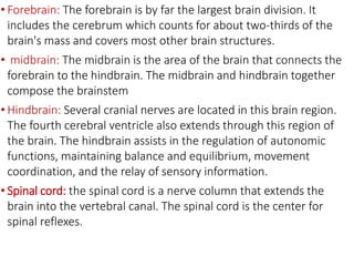 • Forebrain: The forebrain is by far the largest brain division. It
includes the cerebrum which counts for about two-thirds of the
brain's mass and covers most other brain structures.
• midbrain: The midbrain is the area of the brain that connects the
forebrain to the hindbrain. The midbrain and hindbrain together
compose the brainstem
• Hindbrain: Several cranial nerves are located in this brain region.
The fourth cerebral ventricle also extends through this region of
the brain. The hindbrain assists in the regulation of autonomic
functions, maintaining balance and equilibrium, movement
coordination, and the relay of sensory information.
• Spinal cord: the spinal cord is a nerve column that extends the
brain into the vertebral canal. The spinal cord is the center for
spinal reflexes.
 