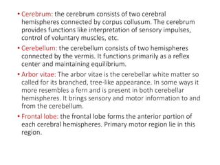 • Cerebrum: the cerebrum consists of two cerebral
hemispheres connected by corpus collusum. The cerebrum
provides functions like interpretation of sensory impulses,
control of voluntary muscles, etc.
• Cerebellum: the cerebellum consists of two hemispheres
connected by the vermis. It functions primarily as a reflex
center and maintaining equilibrium.
• Arbor vitae: The arbor vitae is the cerebellar white matter so
called for its branched, tree-like appearance. In some ways it
more resembles a fern and is present in both cerebellar
hemispheres. It brings sensory and motor information to and
from the cerebellum.
• Frontal lobe: the frontal lobe forms the anterior portion of
each cerebral hemispheres. Primary motor region lie in this
region.
 